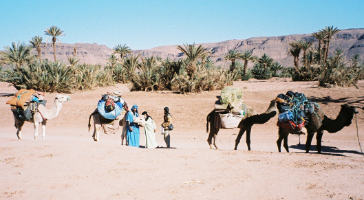 Maroc trek randonnée chamelière sud marocain désert vallée Draa palmiers