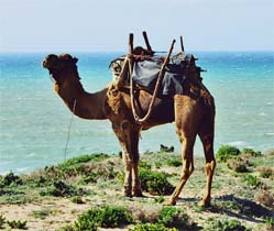 Maroc randonnée trek cote Atlantique Essaouira Agadir