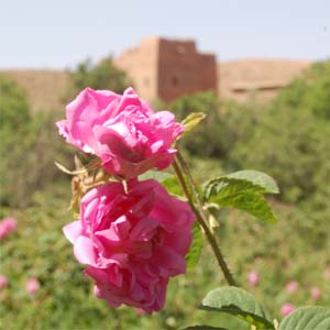 trekking Maroc vallée des roses